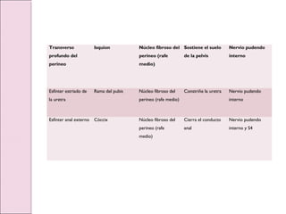 Transverso
profundo del
perineo
Isquion Núcleo fibroso del
perineo (rafe
medio)
Sostiene el suelo
de la pelvis
Nervio pudendo
interno
Esfínter estriado de
la uretra
Rama del pubis Núcleo fibroso del
perineo (rafe medio)
Constriñe la uretra Nervio pudendo
interno
Esfínter anal externo Cóccix Núcleo fibroso del
perineo (rafe
medio)
Cierra el conducto
anal
Nervio pudendo
interno y S4
 