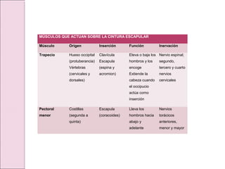 MÚSCULOS QUE ACTUAN SOBRE LA CINTURA ESCAPULAR
Músculo Origen Inserción Función Inervación
Trapecio Hueso occipital
(protuberancia)
Vértebras
(cervicales y
dorsales)
Clavícula
Escapula
(espina y
acromion)
Eleva o baja los
hombros y los
encoge
Extiende la
cabeza cuando
el occipucio
actúa como
inserción
Nervio espinal;
segundo,
tercero y cuarto
nervios
cervicales
Pectoral
menor
Costillas
(segunda a
quinta)
Escapula
(coracoides)
Lleva los
hombros hacia
abajo y
adelante
Nervios
torácicos
anteriores,
menor y mayor
 