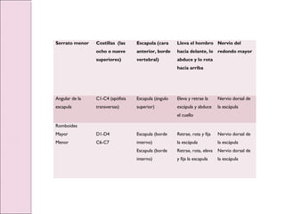 Serrato menor Costillas (las
ocho o nueve
superiores)
Escapula (cara
anterior, borde
vertebral)
Lleva el hombro
hacia delante, lo
abduce y lo rota
hacia arriba
Nervio del
redondo mayor
Angular de la
escapula
C1-C4 (apófisis
transversas)
Escapula (ángulo
superior)
Eleva y retrae la
escápula y abduce
el cuello
Nervio dorsal de
la escápula
Romboides
Mayor
Menor
D1-D4
C6-C7
Escapula (borde
interno)
Escapula (borde
interno)
Retrae, rota y fija
la escápula
Retrae, rota, eleva
y fija la escapula
Nervio dorsal de
la escápula
Nervio dorsal de
la escápula
 