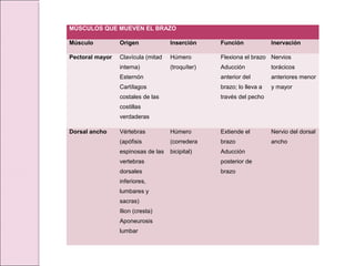 MÚSCULOS QUE MUEVEN EL BRAZO
Músculo Origen Inserción Función Inervación
Pectoral mayor Clavícula (mitad
interna)
Esternón
Cartílagos
costales de las
costillas
verdaderas
Húmero
(troquíter)
Flexiona el brazo
Aducción
anterior del
brazo; lo lleva a
través del pecho
Nervios
torácicos
anteriores menor
y mayor
Dorsal ancho Vértebras
(apófisis
espinosas de las
vertebras
dorsales
inferiores,
lumbares y
sacras)
Ilion (cresta)
Aponeurosis
lumbar
Húmero
(corredera
bicipital)
Extiende el
brazo
Aducción
posterior de
brazo
Nervio del dorsal
ancho
 