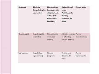 Deltoides Clavícula
Escapula (espina
y acromion)
Húmero (cara
lateral, a media
distancia hacia
debajo de la
tuberosidad
deltoidea)
Abducción del
brazo
Participa en la
flexión y
extensión del
brazo
Nervio axilar
Coracobraquial Escapula (apófisis
coracoides)
Húmero (tercio
medio, cara
interna)
Aducción; participa
en la flexión y
rotación del brazo
Nervio
musculocutaneo
Supraespinoso Escapula (fosa
supraespinosa)
Húmero
(troquíter)
Participa en la
abducción del
brazo
Nervio
supraescapular
 