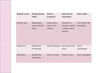 Redondo menor Escapula (borde
axilar)
Húmero
(troquíter)
Rota el brazo
hacia afuera
Nervio axilar
Redondo mayor Escapula (parte
inferior del borde
axilar)
Húmero (parte
superior, cara
anterior)
Participa en la
extensión, aducción
y rotación interna
del brazo
Nervio inferior del
subescapular
Infraespinoso Escapula (fosa
infraespinosa)
Húmero (troquíter) Rota el brazo hacia
afuera
Nervio
supraescapular
Subescapular Escapula (fosa
subescapular)
Húmero (troquín) Rotación interna Nervio subescapular
 