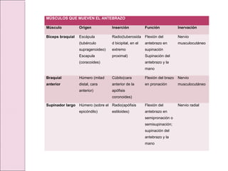 MÚSCULOS QUE MUEVEN EL ANTEBRAZO
Músculo Origen Inserción Función Inervación
Bíceps braquial Escápula
(tubérculo
supragenoideo)
Escapula
(coracoides)
Radio(tuberosida
d bicipital, en el
extremo
proximal)
Flexión del
antebrazo en
supinación
Supinación del
antebrazo y la
mano
Nervio
musculocutáneo
Braquial
anterior
Húmero (mitad
distal, cara
anterior)
Cúbito(cara
anterior de la
apófisis
coronoides)
Flexión del brazo
en pronación
Nervio
musculocutáneo
Supinador largo Húmero (sobre el
epicóndilo)
Radio(apófisis
estiloides)
Flexión del
antebrazo en
semipronación o
semisupinación;
supinación del
antebrazo y la
mano
Nervio radial
 