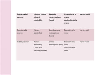 Primer radial
externo
Húmero (cresta
sobre el
epicóndilo)
Segundo
metarcarpiano
(base)
Extensión de la
mano
Abducción de la
mano
Nervio radial
Segundo radial
externo
Húmero
(epicóndilo)
Segundo y tercer
metacarpianos
(bases)
Extensión de la
mano
Nervio radial
Cubital posterior Húmero
(epicóndilo)
Cúbito (tres
cuartos proximales)
Quinto
metacarpiano (base)
Extensión de la
mano
Abducción de la
mano
Nervio radial
 