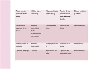 Flexor común
profundo de los
dedos
Cúbito (cara
anterior)
Falanges distales
(dedos 2 a 5)
Flexión de las
articulaciones
interfalángicas
distales
Nervio mediano
y cubital
Flexor común
superficial de los
dedos
Húmero
(epitróclea)
Radio
Cúbito (apófisis
coronoides)
Tendones de los
dedos
Flexión de los
dedos
Nervio mediano
Extensor común de
los dedos
Húmero
(epicóndilo)
Falanges (dedos 2 a
5)
Extensión de los
dedos
Nervio radial
Oponente del pulgar Trapecio Metacarpiano del
pulgar
Oposición del
pulgar a los dedos
Nervio mediano
 