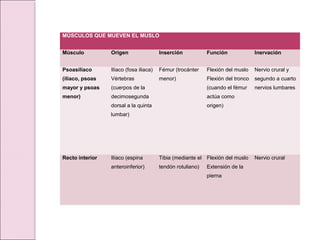 MÚSCULOS QUE MUEVEN EL MUSLO
Músculo Origen Inserción Función Inervación
Psoasilíaco
(ilíaco, psoas
mayor y psoas
menor)
Ilíaco (fosa iliaca)
Vértebras
(cuerpos de la
decimosegunda
dorsal a la quinta
lumbar)
Fémur (trocánter
menor)
Flexión del muslo
Flexión del tronco
(cuando el fémur
actúa como
origen)
Nervio crural y
segundo a cuarto
nervios lumbares
Recto interior Ilíaco (espina
anteroinferior)
Tibia (mediante el
tendón rotuliano)
Flexión del muslo
Extensión de la
pierna
Nervio crural
 