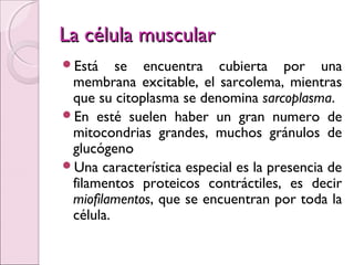 La célula muscularLa célula muscular
Está se encuentra cubierta por una
membrana excitable, el sarcolema, mientras
que su citoplasma se denomina sarcoplasma.
En esté suelen haber un gran numero de
mitocondrias grandes, muchos gránulos de
glucógeno
Una característica especial es la presencia de
filamentos proteicos contráctiles, es decir
miofilamentos, que se encuentran por toda la
célula.
 