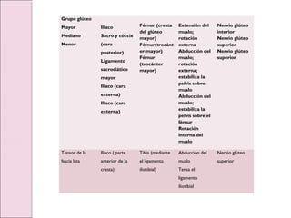 Grupo glúteo
Mayor
Mediano
Menor
Iliaco
Sacro y cóccix
(cara
posterior)
Ligamento
sacrociático
mayor
Iliaco (cara
externa)
Iliaco (cara
externa)
Fémur (cresta
del glúteo
mayor)
Fémur(trocánt
er mayor)
Fémur
(trocánter
mayor)
Extensión del
muslo;
rotación
externa
Abducción del
muslo;
rotación
externa;
estabiliza la
pelvis sobre
muslo
Abducción del
muslo;
estabiliza la
pelvis sobre el
fémur
Rotación
interna del
muslo
Nervio glúteo
interior
Nervio glúteo
superior
Nervio glúteo
superior
Tensor de la
fascia lata
Iliaco ( parte
anterior de la
cresta)
Tibia (mediante
el ligamento
iliotibial)
Abducción del
muslo
Tensa el
ligamento
iliotibial
Nervio glúteo
superior
 