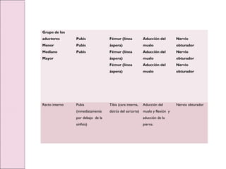 Grupo de los
aductores
Menor
Mediano
Mayor
Pubis
Pubis
Pubis
Fémur (línea
áspera)
Fémur (línea
áspera)
Fémur (línea
áspera)
Aducción del
muslo
Aducción del
muslo
Aducción del
muslo
Nervio
obturador
Nervio
obturador
Nervio
obturador
Recto interno Pubis
(inmediatamente
por debajo de la
sínfisis)
Tibia (cara interna,
detrás del sartorio)
Aducción del
muslo y flexión y
aducción de la
pierna.
Nervio obturador
 