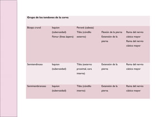 Grupo de los tendones de la corva
Bíceps crural Isquion
(tuberosidad)
Fémur (línea áspera)
Peroné (cabeza)
Tibia (cóndilo
externo)
Flexión de la pierna
Extensión de la
pierna
Rama del nervio
ciático mayor
Rama del nervio
ciático mayor
Semitendinoso Isquion
(tuberosidad)
Tibia (externo
proximal, cara
interna)
Extensión de la
pierna
Rama del nervio
ciático mayor
Semimembranoso Isquion
(tuberosidad)
Tibia (cóndilo
interno)
Extensión de la
pierna
Rama del nervio
ciático mayor
 