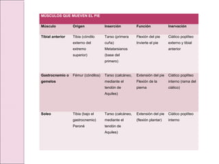 MÚSCULOS QUE MUEVEN EL PIE
Músculo Origen Inserción Función Inervación
Tibial anterior Tibia (cóndilo
externo del
extremo
superior)
Tarso (primera
cuña)
Metatarsianos
(base del
primero)
Flexión del pie
Invierte el pie
Ciático poplíteo
externo y tibial
anterior
Gastrocnemio o
gemelos
Fémur (cóndilos) Tarso (calcáneo,
mediante el
tendón de
Aquiles)
Extensión del pie
Flexión de la
pierna
Ciático poplíteo
interno (rama del
ciático)
Soleo Tibia (bajo el
gastrocnemio)
Peroné
Tarso (calcáneo,
mediante el
tendón de
Aquiles)
Extensión del pie
(flexión plantar)
Ciático poplíteo
interno
 
