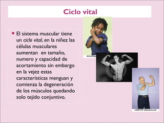 Ciclo vital
El sistema muscular tiene
un ciclo vital, en la niñez las
células musculares
aumentan en tamaño,
numero y capacidad de
acortamiento sin embargo
en la vejez estas
características menguan y
comienza la degeneración
de los músculos quedando
solo tejido conjuntivo.
 