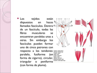  Los tejidos están
dispuestos en haces
llamados fascículos. Dentro
de un fascículo, todas las
fibras musculares se
encuentran paralelas unas a
otras. Sin embargo los
fascículos pueden formar
uno de cinco patrones con
respecto a los tendones:
paralelo, fusiforme (en
forma de cigarro), circular,
triangular o peniforme
(con forma de pluma).
 