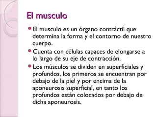 El musculoEl musculo
El musculo es un órgano contráctil que
determina la forma y el contorno de nuestro
cuerpo.
Cuenta con células capaces de elongarse a
lo largo de su eje de contracción.
Los músculos se dividen en superficiales y
profundos, los primeros se encuentran por
debajo de la piel y por encima de la
aponeurosis superficial, en tanto los
profundos están colocados por debajo de
dicha aponeurosis.
 