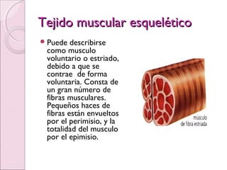 Tejido muscular esqueléticoTejido muscular esquelético
Puede describirse
como musculo
voluntario o estriado,
debido a que se
contrae de forma
voluntaria. Consta de
un gran número de
fibras musculares.
Pequeños haces de
fibras están envueltos
por el perimisio, y la
totalidad del musculo
por el epimisio.
 
