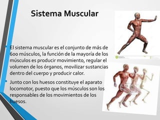 Sistema Muscular
• El sistema muscular es el conjunto de más de
600 músculos, la función de la mayoría de los
músculos es producir movimiento, regular el
volumen de los órganos, movilizar sustancias
dentro del cuerpo y producir calor.
• Junto con los huesos constituye el aparato
locomotor, puesto que los músculos son los
responsables de los movimientos de los
huesos.
 