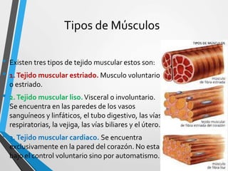 Tipos de Músculos
• Existen tres tipos de tejido muscular estos son:
• 1.Tejido muscular estriado. Musculo voluntario
o estriado.
• 2.Tejido muscular liso.Visceral o involuntario.
Se encuentra en las paredes de los vasos
sanguíneos y linfáticos, el tubo digestivo, las vías
respiratorias, la vejiga, las vías biliares y el útero.
• 3.Tejido muscular cardiaco. Se encuentra
exclusivamente en la pared del corazón. No esta
bajo el control voluntario sino por automatismo.
 