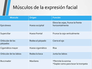 Músculos de la expresión facial
Musculo Origen Función
Epicráneos Hueso occipital
Eleva las cejas, frunce la frente
horizontalmente
Superciliar Hueso frontal Frunce la ceja verticalmente
Orbicular de los
párpados
Rodea al párpado Cierra el ojo
Cigomático mayor Hueso cigomático Risa
Orbicular de los labios Rodea la boca Junta los labios
Buccinador Maxilares *Permite la sonrisa
*Soplar como para tocar la trompeta
 