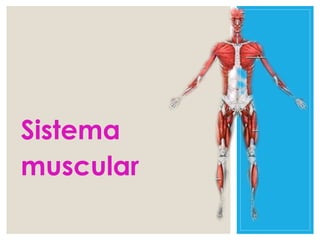 Sistema
muscular
 