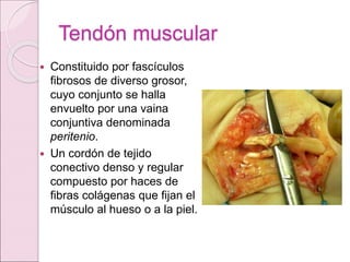 El tono muscular
 Es un estado de
contracción parcial de
los músculos (se lleva
a cabo por la
contracción al mismo
tiempo...
