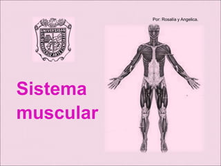 Por: Rosalía y Angelica.
Sistema
muscular
 