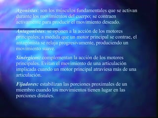 Agonistas : son los músculos fundamentales que se activan durante los movimientos del cuerpo; se contraen activamente para producir el movimiento deseado. Antagonistas : se oponen a la acción de los motores principales; a medida que un motor principal se contrae, el antagonista se relaja progresivamente, produciendo un movimiento suave. Sinérgicos:  complementan la acción de los motores principales. Evitan el movimiento de una articulación implicada cuando un motor principal atraviesa más de una articulación. Fijadores:  estabilizan las porciones proximales de un miembro cuando los movimientos tienen lugar en las porciones distales. 