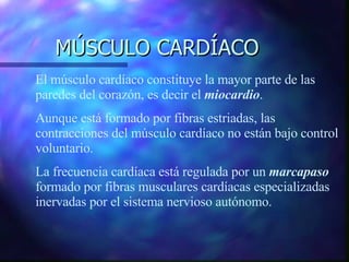MÚSCULO CARDÍACO El músculo cardíaco constituye la mayor parte de las paredes del corazón, es decir el  miocardio . Aunque está formado por fibras estriadas, las contracciones del músculo cardíaco no están bajo control voluntario. La frecuencia cardíaca está regulada por un  marcapaso  formado por fibras musculares cardíacas especializadas inervadas por el sistema nervioso autónomo. 