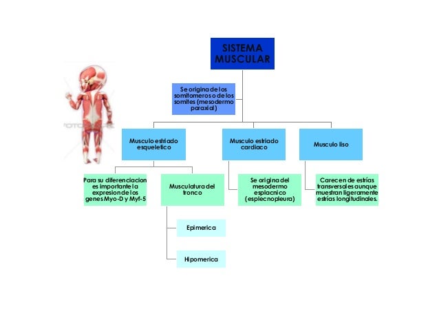 Sistema muscular y esqueletico(axial) Fetal