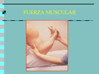FUERZA MUSCULAR 