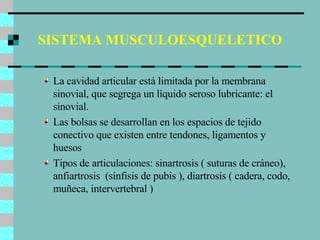 SISTEMA MUSCULOESQUELETICO La cavidad articular está limitada por la membrana sinovial, que segrega un líquido seroso lubricante: el sinovial. Las bolsas se desarrollan en los espacios de tejido conectivo que existen entre tendones, ligamentos y huesos Tipos de articulaciones: sinartrosis ( suturas de cráneo), anfiartrosis  (sínfisis de pubis ), diartrosis ( cadera, codo, muñeca, intervertebral ) 