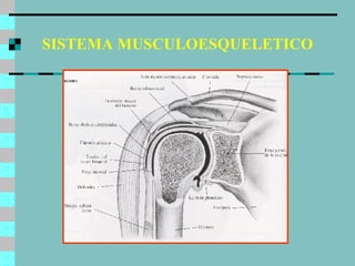 SISTEMA MUSCULOESQUELETICO 