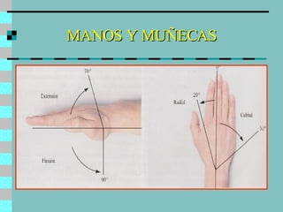 MANOS Y MUÑECAS 