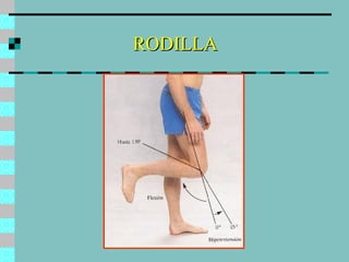 RODILLA 