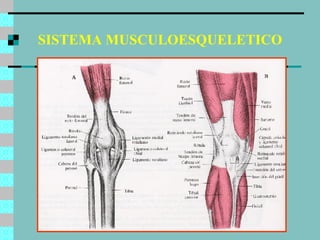 SISTEMA MUSCULOESQUELETICO 