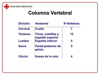 Columna Vertebral 