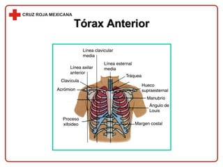 Tórax Anterior 