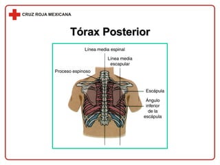 Tórax Posterior 