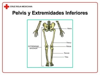 Pelvis y Extremidades Inferiores 