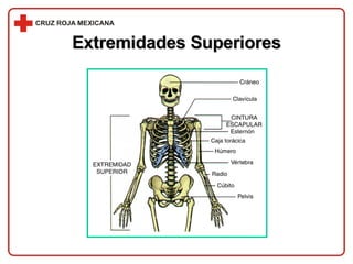 Extremidades Superiores 