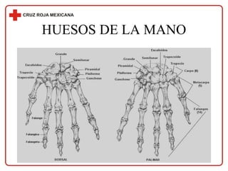 HUESOS DE LA MANO 