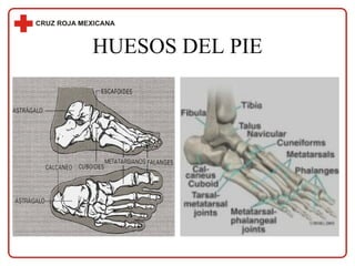 HUESOS DEL PIE 