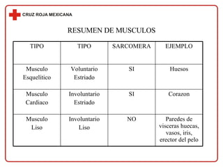 RESUMEN DE MUSCULOS Paredes de visceras huecas, vasos, iris, erector del pelo NO Involuntario Liso Musculo Liso Corazon SI Involuntario Estriado Musculo Cardiaco Huesos SI Voluntario Estriado Musculo Esquelitico EJEMPLO SARCOMERA TIPO TIPO 