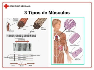 3 Tipos de Músculos 