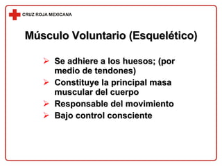 Músculo Voluntario (Esquelético) Se adhiere a los huesos; (por medio de tendones) Constituye la principal masa muscular del cuerpo Responsable del movimiento Bajo control consciente 