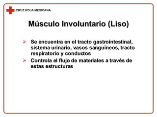Músculo Involuntario (Liso) Se encuentra en el tracto gastrointestinal, sistema urinario, vasos sanguíneos, tracto respiratorio y conductos Controla el flujo de materiales a través de estas estructuras 