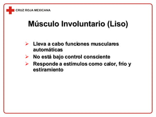 Lleva a cabo funciones musculares automáticas No está bajo control consciente Responde a estímulos como calor, frío y estiramiento Músculo Involuntario (Liso) 
