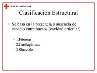 Clasificación Estructural Se basa en la presencia o ausencia de espacio entre huesos (cavidad articular) 1.Fibrosas 2.Cartilaginosas 3.Sinoviales 