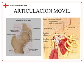 ARTICULACION MOVIL 
