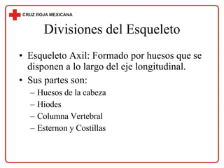 Divisiones del Esqueleto Esqueleto Axil: Formado por huesos que se disponen a lo largo del eje longitudinal. Sus partes son: Huesos de la cabeza Hiodes Columna Vertebral  Esternon y Costillas 