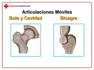 Articulaciones Móviles Bola y Cavidad Bisagra 